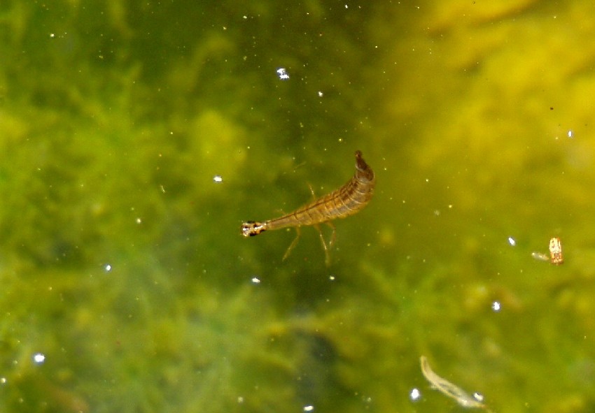 Il Laghetto del Centro di Entomologia - Piombino (LI)